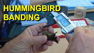 Hummingbird Banding Catch and Release and Birding in Arizona