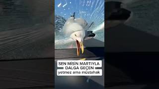 Martıyla Dalga Geçmek Isterken Arabanın Camından Oluyor. Ilahi Adalet Bu Olsa Gerek.