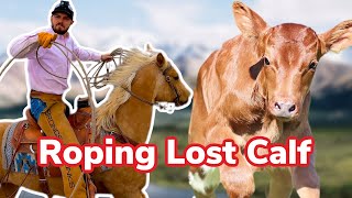 Calf Goes Missing: Bonus Vlog