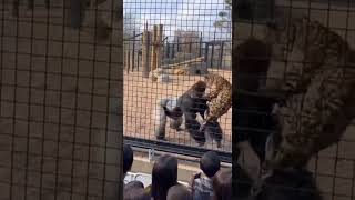 This Wasn’t Supposed to Happen at the Zoo... Zoo Fail 🦍🐆  #zoo #gorilla #jaguar #shorts
