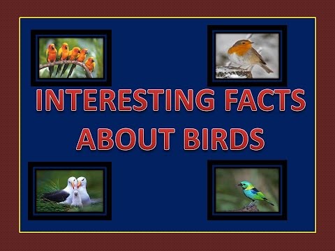 top-50-interesting-facts-about-birds