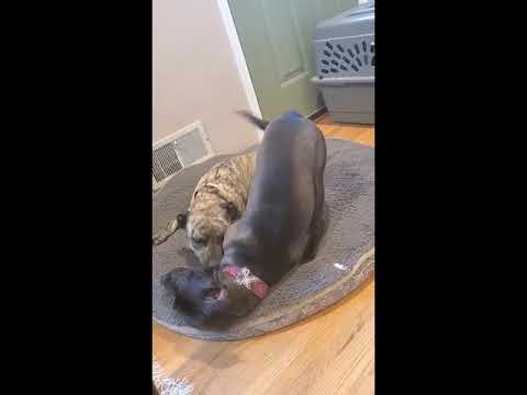 Georgia the Pit Bull Playing with Foster Sibling