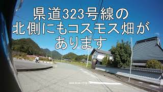 波豆川のコスモス畑　2020/10/25