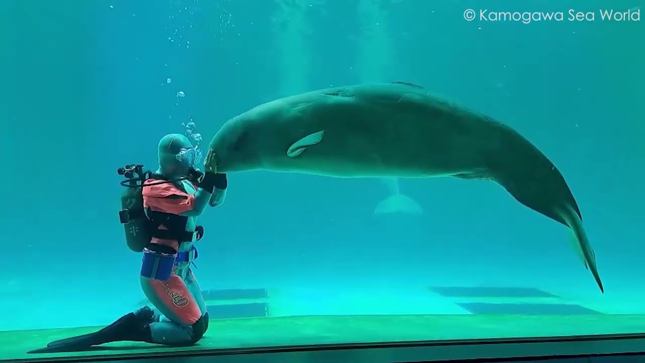 ベルーガ「ヴィズ」水中トレーニングを開始｜鴨川シーワールド-東京