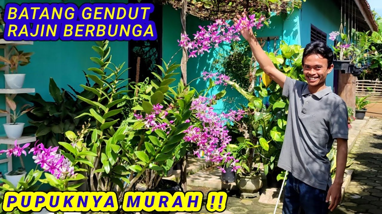 PUPUK ANGGREK ALAMI, MEMBUAT ANGGREK JUMBO DAN BANYAK TUNAS.