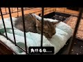 餓死寸前で歩く力も残っていない子猫を拾った話。（保護猫）ガリガリに飢えた子猫。