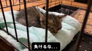 餓死寸前で歩く力も残っていない子猫を拾った話。保護猫ガリガリに飢えた子猫。