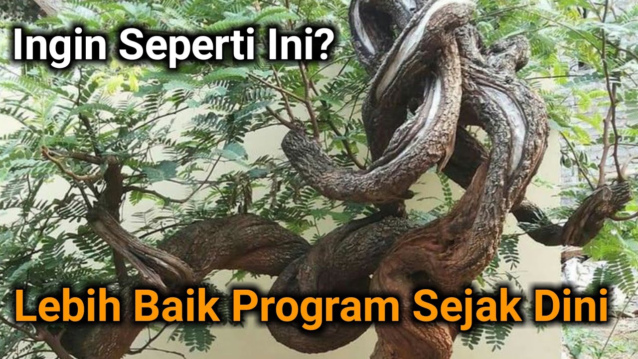 Membuat Bonsai Asam Jawa Dari Biji
