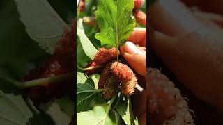Mulberry fruit picking|| Fresh fruit in my Garden|| Juicy fruit picking|| Fastcook2