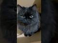 Pretty me 😻 #cats #cat #shortvideo #cute #cutecat #pets #kitten #funnycats #funny