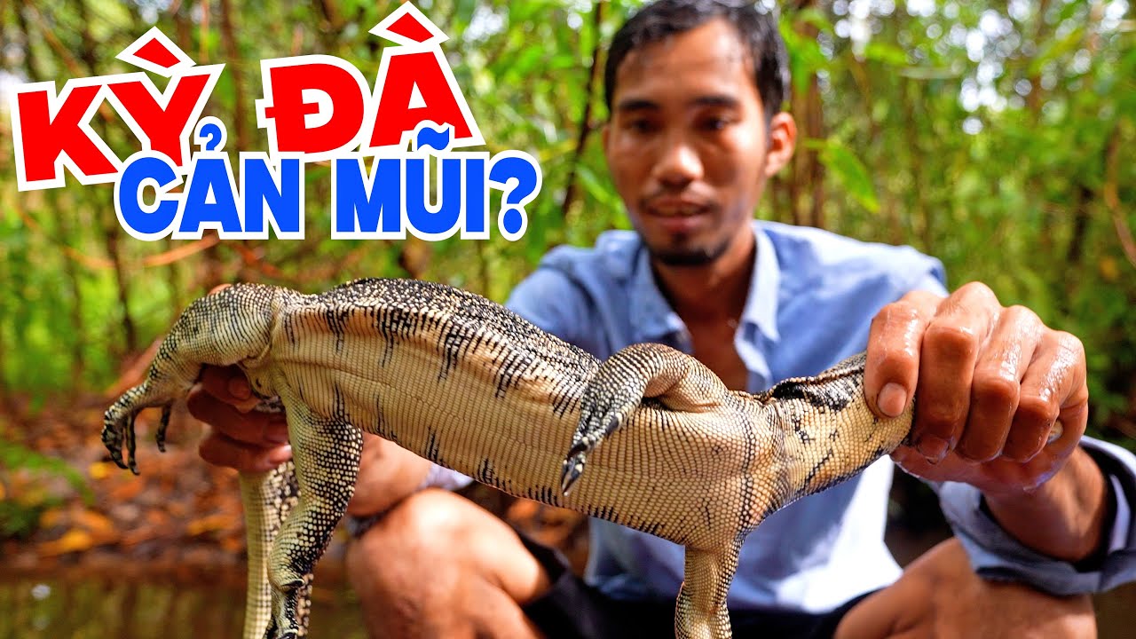 Kỳ Đà Dính Lưới Rắn Sau Nhiều Ngày Không Thăm Dính Trăn Rừng Hơn Chục Ký