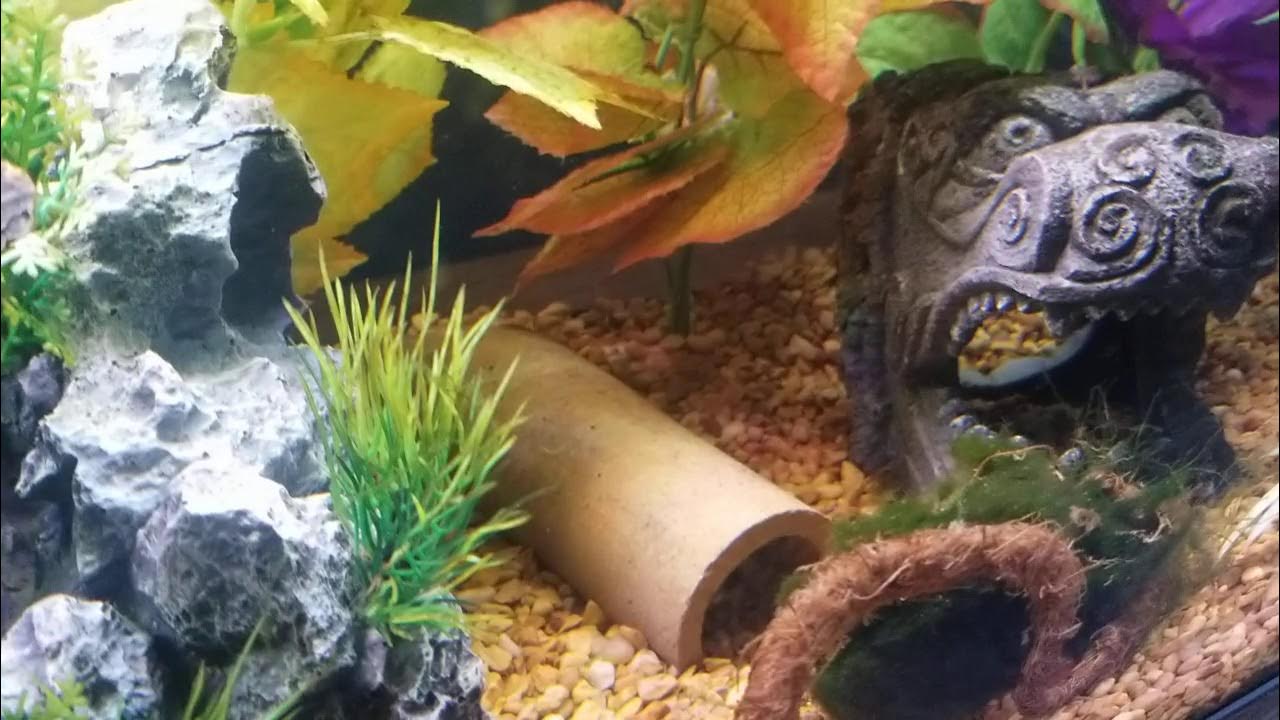 How to arrange aquarium plants and decor YouTube