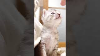 おもちゃよりママが気になる赤ちゃん子猫【赤ちゃん猫 保護猫】