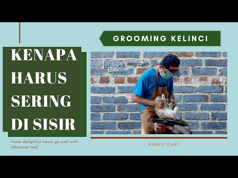 Video: Apakah kelinci suka disisir?