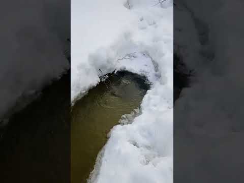 Спасаю рыбу в своём пруду