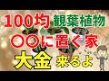 【金運上昇！】100均で買える開運観葉植物を風水アドバイザーがご紹介