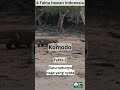 Fakta hewan asli Indonesia : Komodo #komodo #komodoindonesia #komodoisland