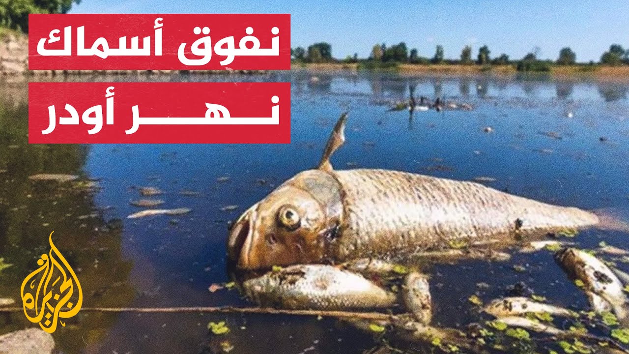 جريمة غامضة تقتل أسماك نهر يمر بين بولندا وألمانيا
 - نشر قبل 1 ساعة