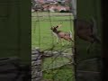 DEER #funny #czech #czechrepublic