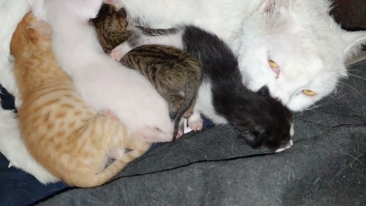 Lonely Orphan Kitten Crawling in the Hut Searching for His Mother Cat 🐱💔