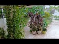 Beautiful terrace garden in rainy season Baarish aur sukoon ke pal