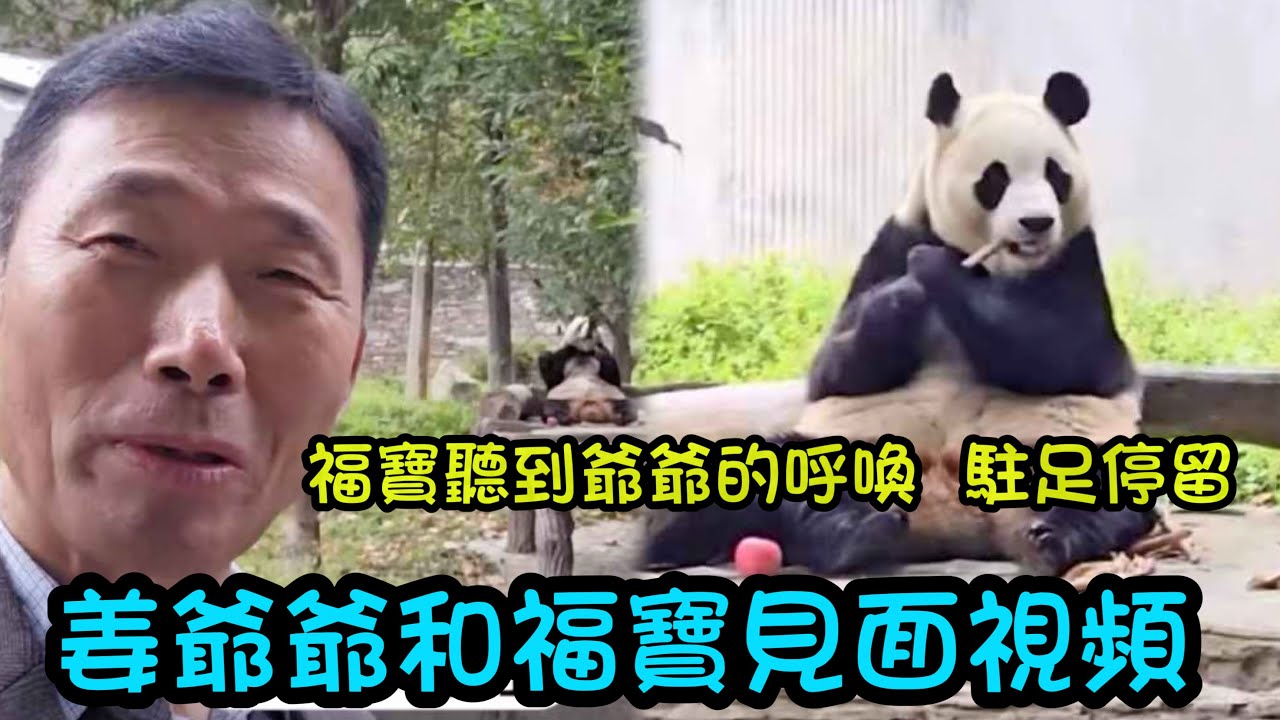 11月28日 姜爺爺和福寶見面的視頻新鮮出爐，聽到爺爺呼喚自己，福寶駐足停留，連掉落的蘋果福寶都沒有撿起來吃#熊貓福寶 #熊貓bb #푸바오