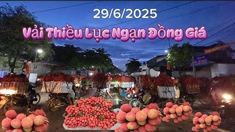 VẢI Thiều Lục Ngạn Đồng Giá l Núi Đồi Lục Ngạn