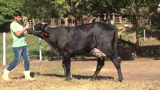 LOTE 3 1097 BK