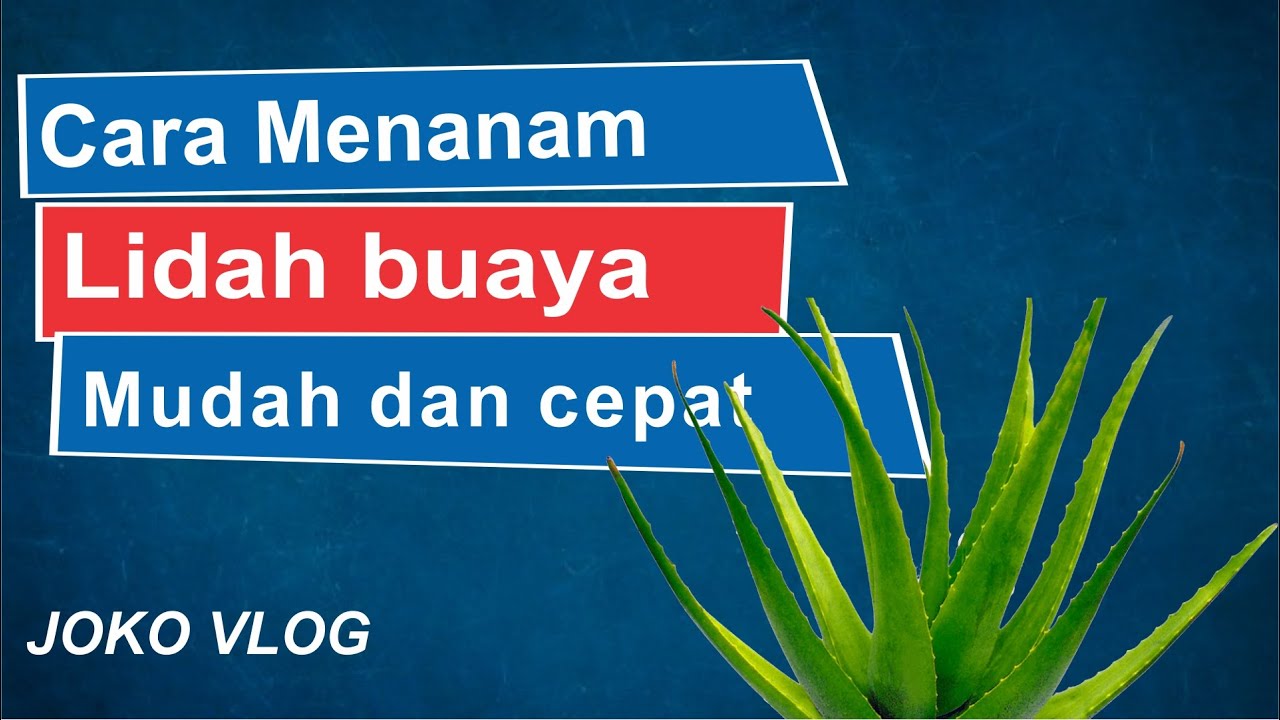 Cara menanam Lidah Buaya, mudah dan cepat 