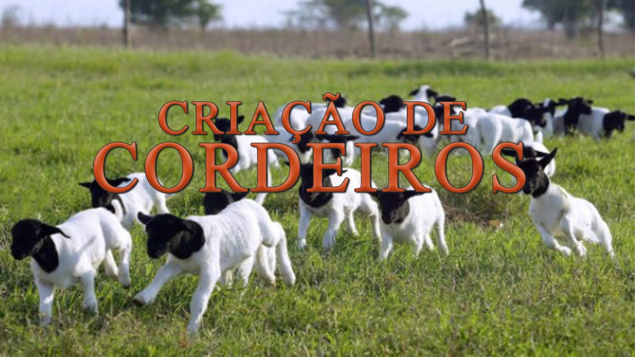 CRIAÇÃO DE CORDEIROS - BALSAS - MARANHÃO.