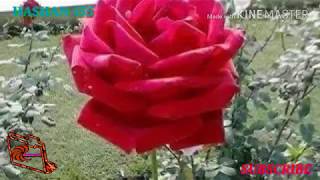 Tomae Dakhelo Prono Boreya Asman Jomein Usaderon Gan Hashan 555.