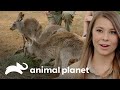 Filhotes órfãos de canguru são curados | A Família Irwin: Robert ao resgate | Animal Planet Brasil