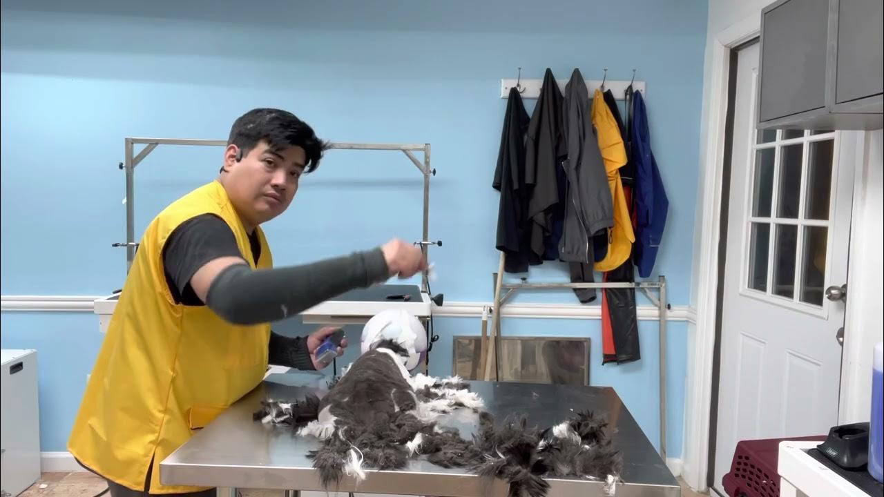 Lion Cut on A Matted Cat, Cat Grooming in Queens New York, Cat Groomer