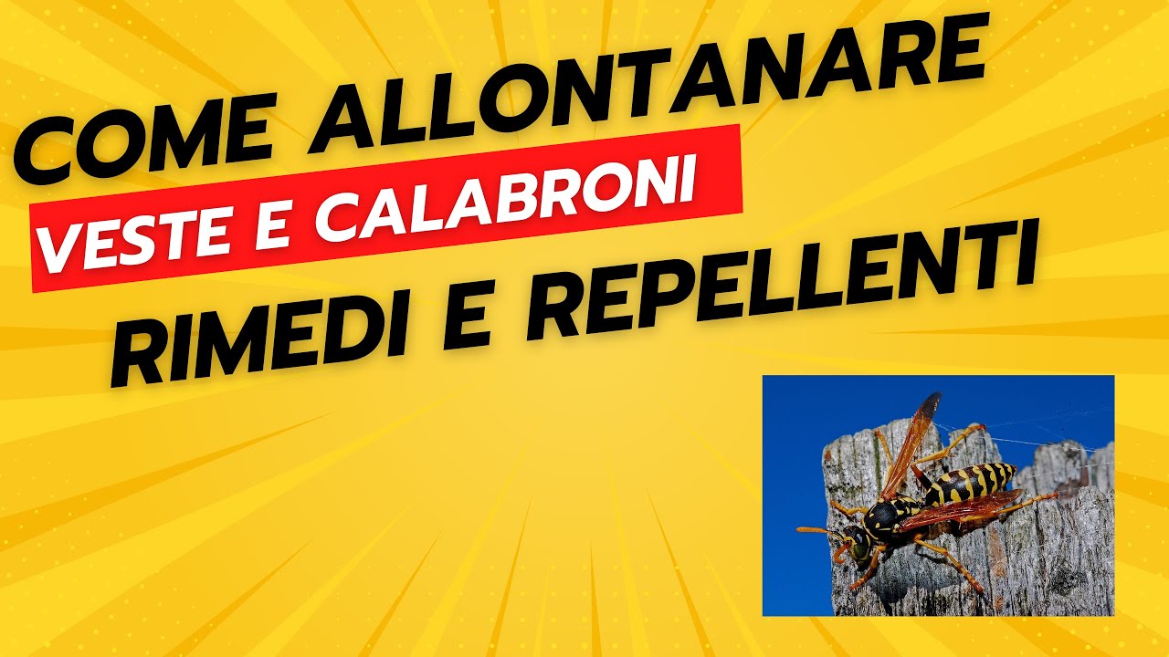 Come Allontanare Vespe e Calabroni - Repellenti e Rimedi - YouTube