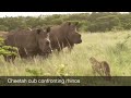 Cheetah cub confronts rhino family