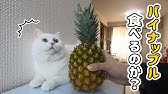 猫だってメロンが食べたい 猫と果物いろいろ Youtube 猫だってメロンが食べたい 猫と果物いろいろ Youtube