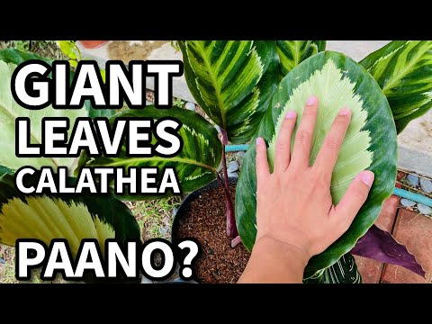 Video: Calathea Houseplant Care – Paano Magpalaki ng Pinstripe Plant sa Loob