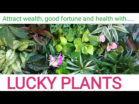 Video: Frost-resistant Rhododendrons: Tuktok Ng Pinakamahusay Na Mga Pagkakaiba-iba