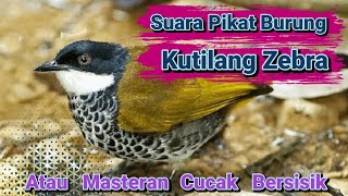 suara pikat dan Masteran burung kutilang zebra / cucak bersisik / percang batik /lincang macan ampuh