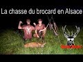 CHASSE AU BROCARD EN ALSACE - roe buck hunting