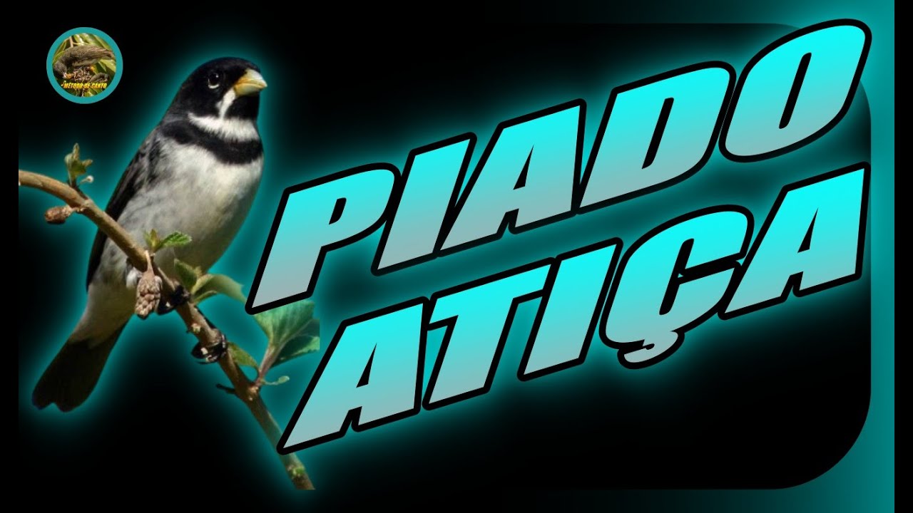 🔥 PIADO ATIÇA 🔥 PAPA CAPIM TUI TUI 🔥 PARA AFOGUEAR 