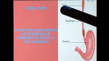 FOOD AND DIGESTION, CLASS 4 ( PART 2)