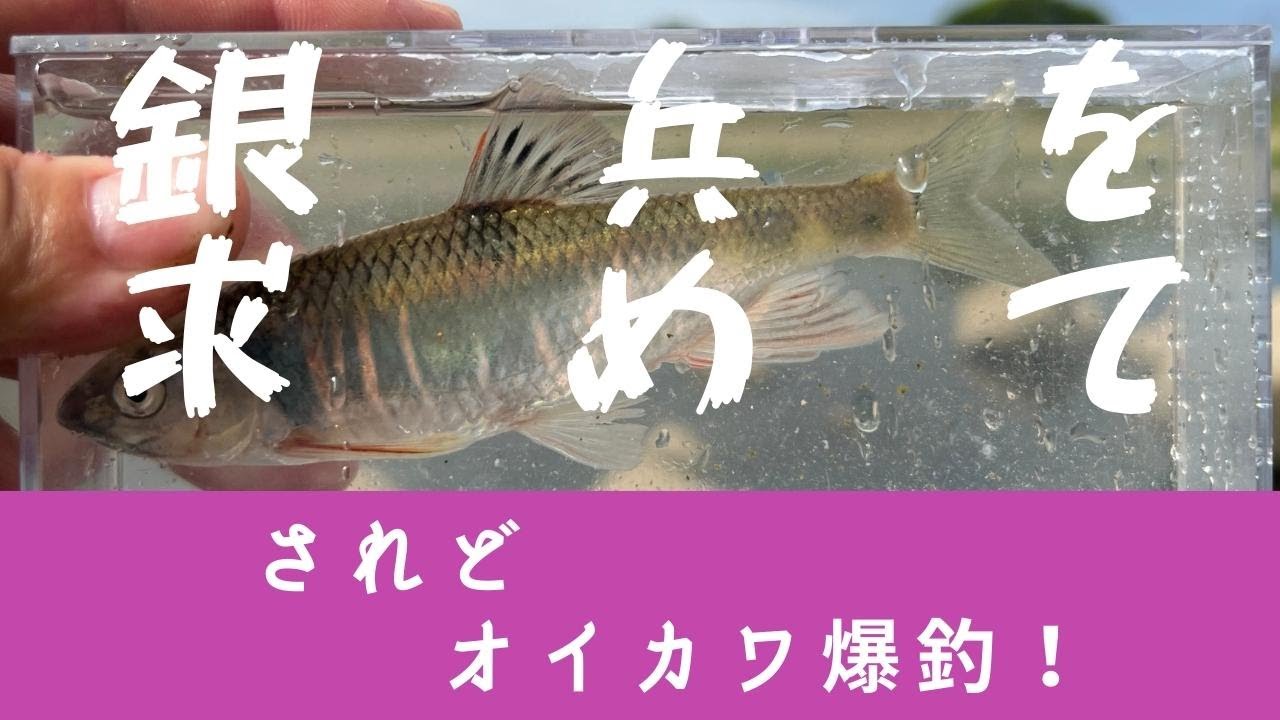 アオリイカの生き餌を捕獲したい【ウグイ釣り】宮崎県 河川 2022.04.19 - YouTube