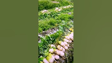 The process of cutting radish leaves - a good tool can do more with less
