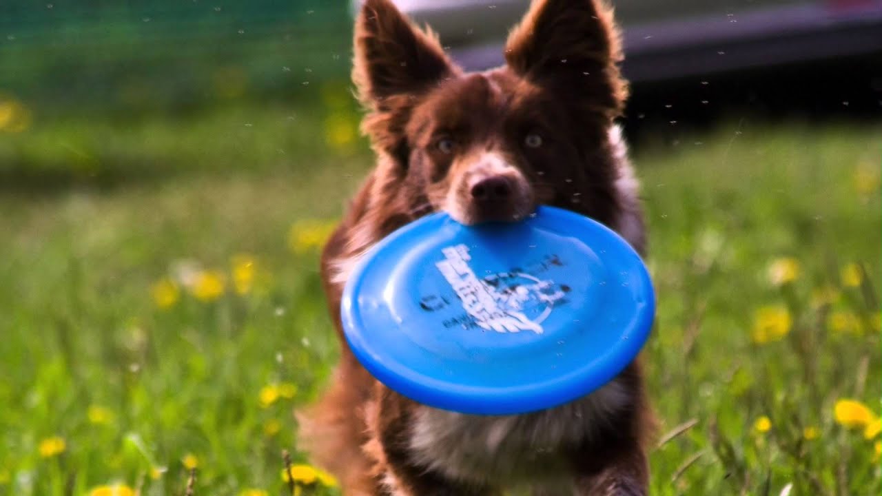 I love border collie - my name is.... - YouTube