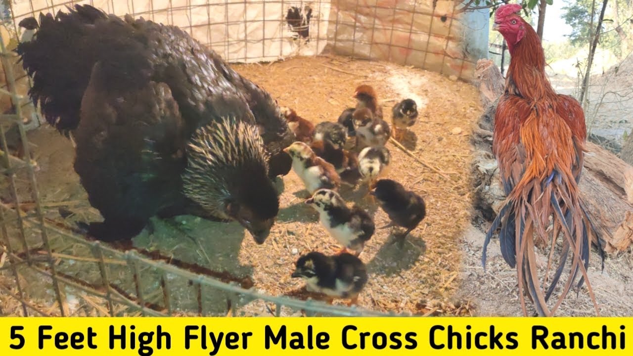 Ranchi High Flyer Aseel Murga Farming || Jharkhand Online Murga Sale 