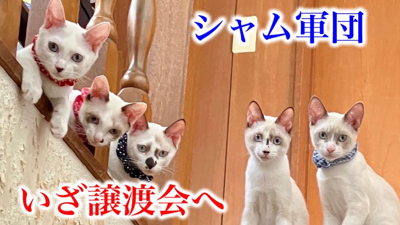 元気過ぎるシャム軍団をご紹介しちゃいますw - YouTube