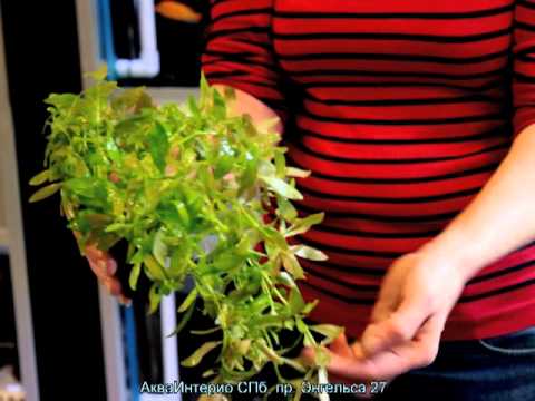 Гигрофила многосеменная Hygrophila polysprema