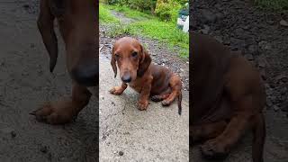 The happy dachshund dog#pet #doglover #dog #dachshund #sausagedogs #please_subscribe_my_channel ❤❤