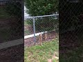 Yorkie x2